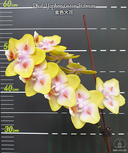 Phalaenopsis Yaphon Green Batman