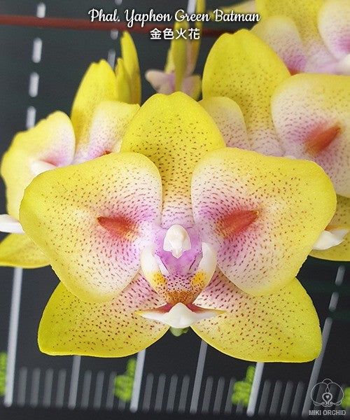 Phalaenopsis Yaphon Green Batman