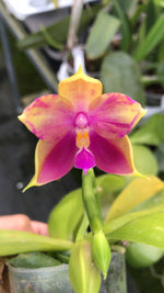 Carica l&#39;immagine nel visualizzatore Galleria, Phalaenopsis Yaphon Yuppie (Phal. Yaphon Oh Mygod x Phal. bellina)
