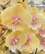 Carica l&#39;immagine nel visualizzatore Galleria, Phalaenopsis Younghome Green Dancer
