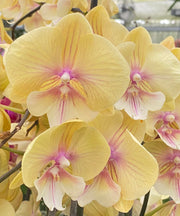 Phalaenopsis Younghome Green Dancer