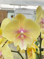 Carica l&#39;immagine nel visualizzatore Galleria, Phalaenopsis Younghome Green Dancer
