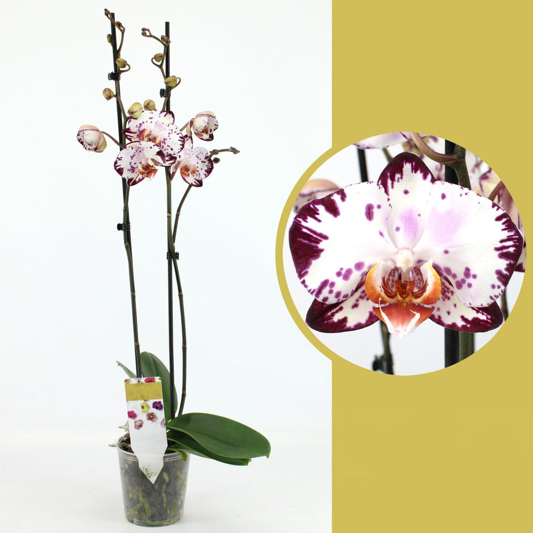 Phalaenopsis Yu Pin Dream Girl