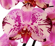 Phalaenopsis Yu Pin Lady 'Magic Art'