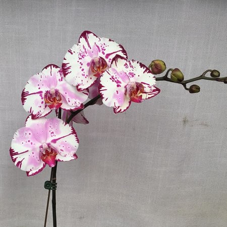 Phalaenopsis Yu Pin Lady 'Magic Art'