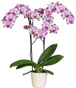 Carica l&#39;immagine nel visualizzatore Galleria, Phalaenopsis Yu Pin Lady &#39;Magic Art&#39;
