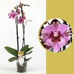 Load image into Gallery viewer, Phalaenopsis Yu Pin Lady &#39;Big Lip&#39;
