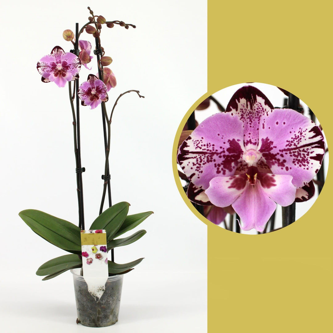 Phalaenopsis Yu Pin Lady 'Big Lip'