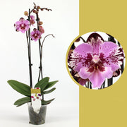 Phalaenopsis Yu Pin Lady 'Big Lip'