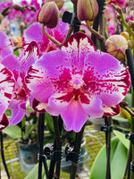 Load image into Gallery viewer, Phalaenopsis Yu Pin Lady &#39;Big Lip&#39;
