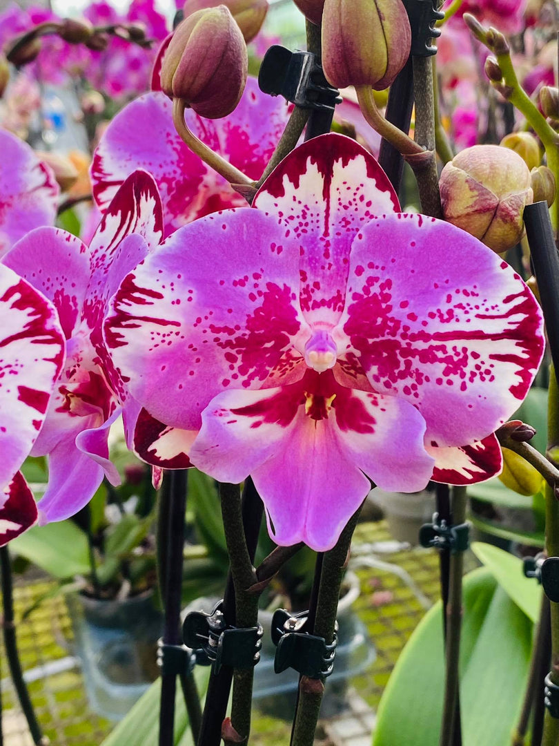 Phalaenopsis Yu Pin Lady 'Big Lip'