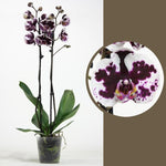 Load image into Gallery viewer, Phalaenopsis Yushan Mammon Islan
