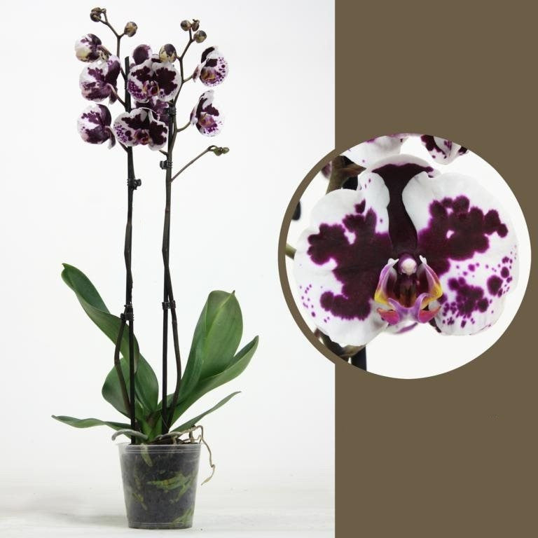 Phalaenopsis Yushan Mammon Islan