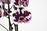 Load image into Gallery viewer, Phalaenopsis Yushan Mammon Islan
