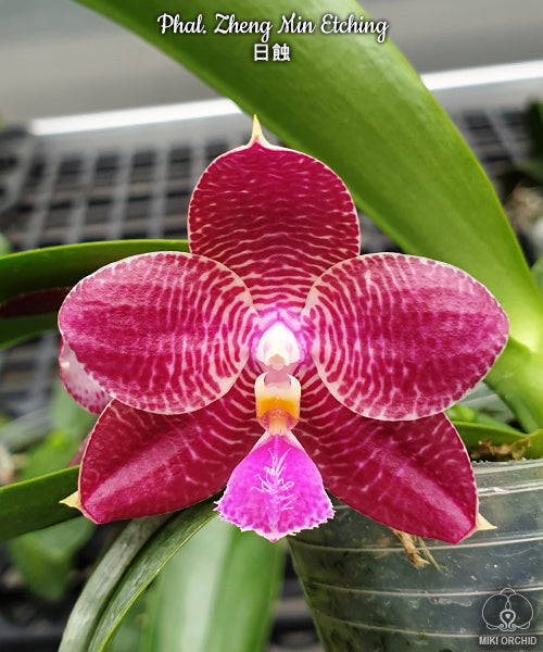 Phalaenopsis Zheng Min Etching
