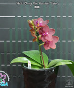 Carica l&#39;immagine nel visualizzatore Galleria, Phalaenopsis Zheng Min Parakeet &#39;Peter&#39;
