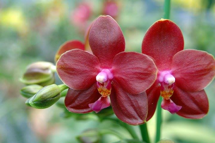 Phalaenopsis Zheng Min Parakeet 'Peter'