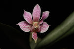 Carica l&#39;immagine nel visualizzatore Galleria, Phalaenopsis Alyos (Phal. schilleriana x Phal. finleyi)
