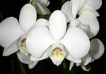 Carica l&#39;immagine nel visualizzatore Galleria, Phalaenopsis amabilis subsp. formosana variegata
