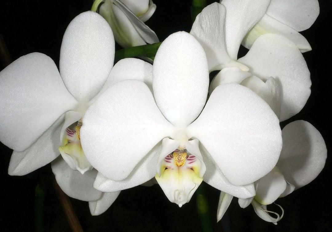 Phalaenopsis amabilis subsp. formosana variegata