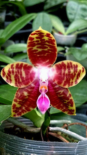 Phalaenopsis Jong's Ambotrana Cherry (Phal. Ambotrana x Phal. Kung's Red Cherry)