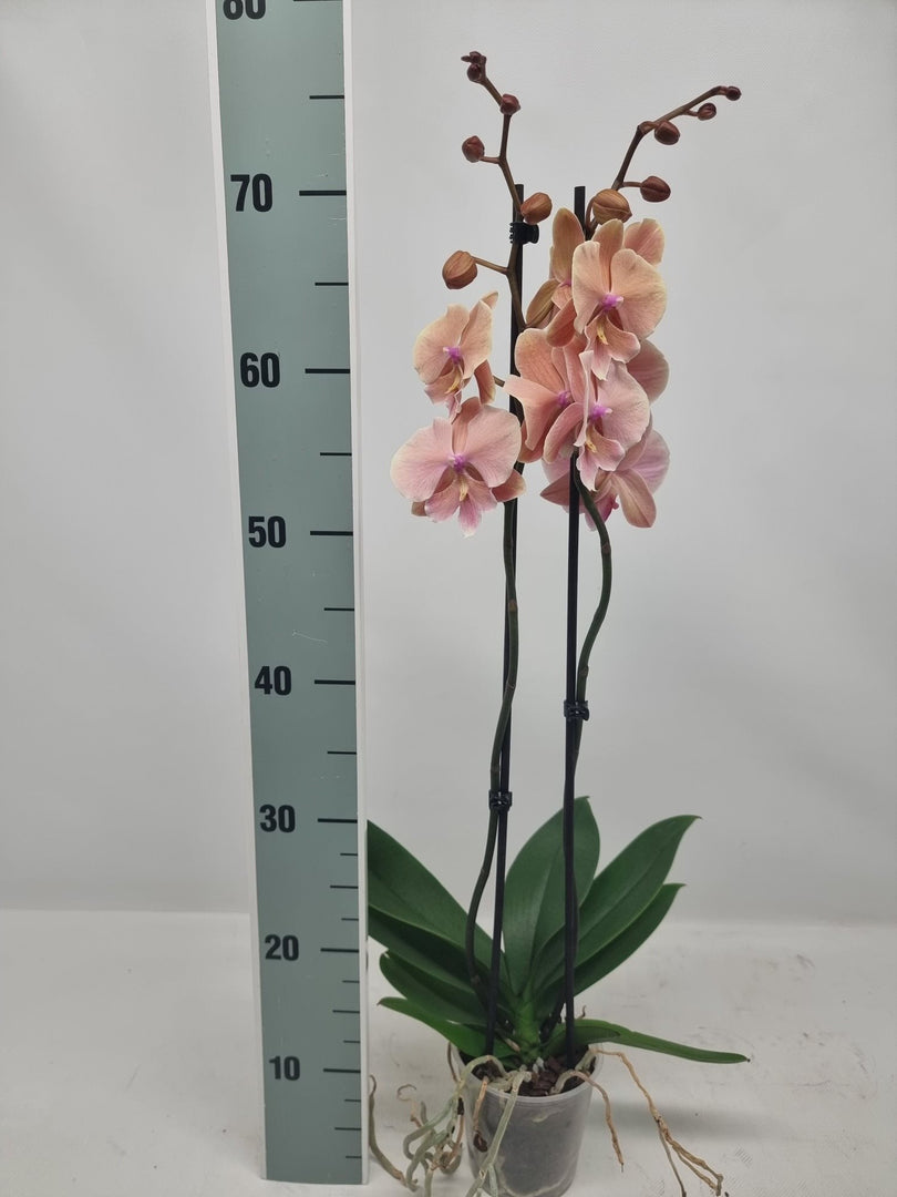 Phalaenopsis Autumn Wind