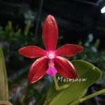 Carica l'immagine nel visualizzatore Galleria, Phalaenopsis bastianii 'Red' Mainshow