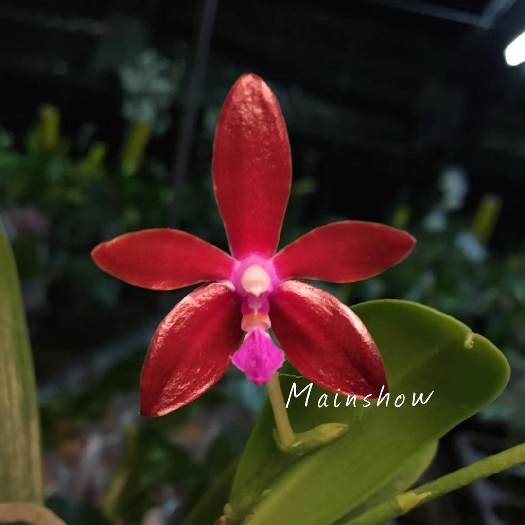 Phalaenopsis bastianii 'Red' Mainshow