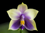 Carica l&#39;immagine nel visualizzatore Galleria, Phalaenopsis bellina f. coerulea
