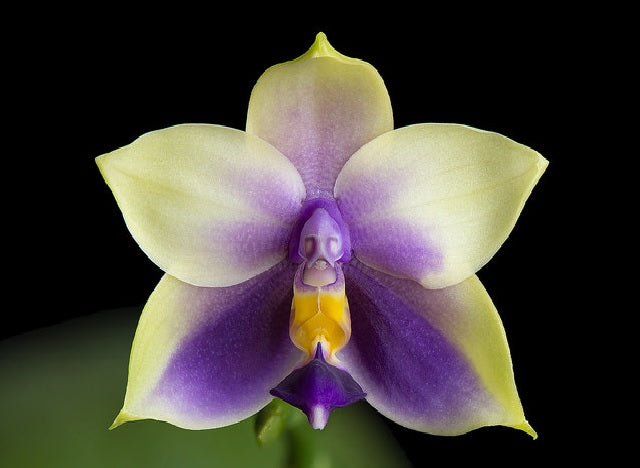 Phalaenopsis bellina f. coerulea