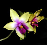 Carica l'immagine nel visualizzatore Galleria, Phalaenopsis bellina (jiaho tricolor x almost whole red)