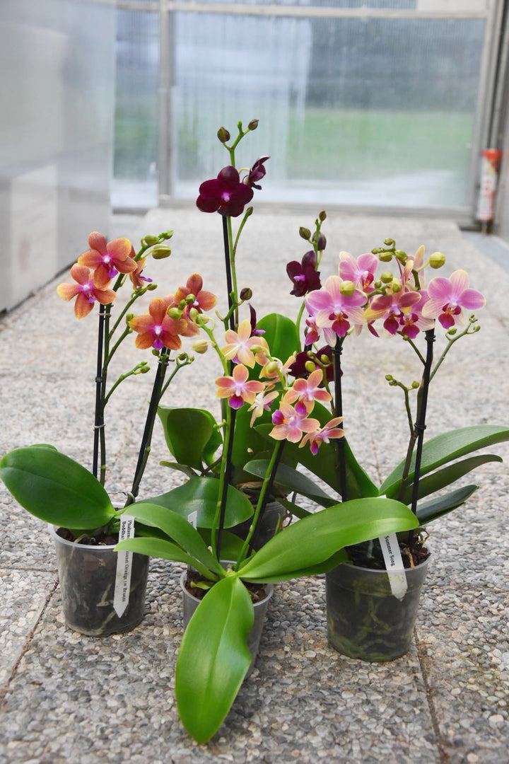 OFFERTA PHALAENOPSIS profumi di primavera