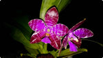 Carica l'immagine nel visualizzatore Galleria, Phalaenopsis corningiana x lueddemanniana woodlawn