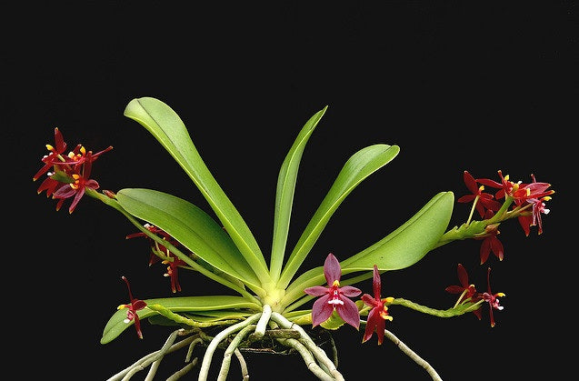 Phalaenopsis cornu-cervi "red" var. chattaladae 4N