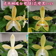 Phalaenopsis cornu-cervi var. alba (peloric) × tetraspis 'C1'