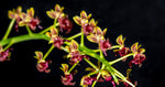 Load image into Gallery viewer, Phalaenopsis difformis (syn. Ornithochilus difformis)
