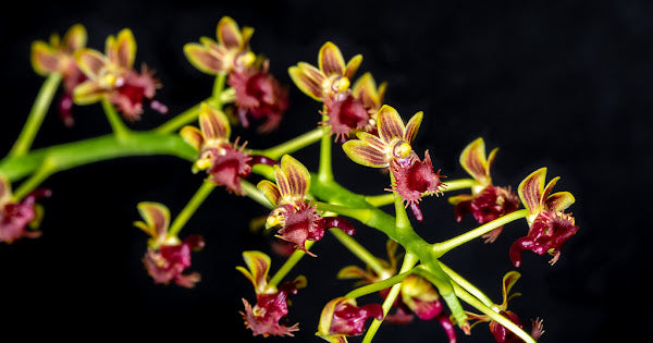 Phalaenopsis difformis (syn. Ornithochilus difformis)