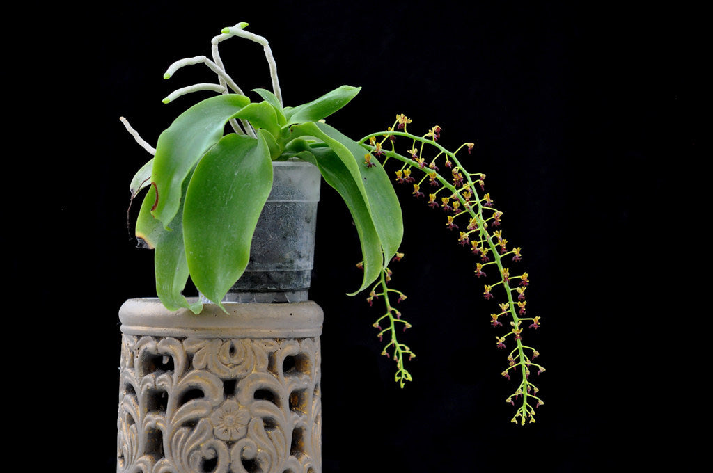 Phalaenopsis difformis (syn. Ornithochilus difformis)