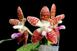 Load image into Gallery viewer, Phalaenopsis Double Eagle (Phal. corningiana × Phal. sumatrana)