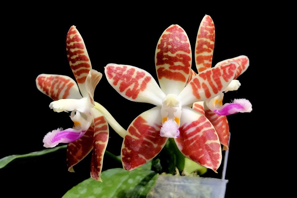 Phalaenopsis Double Eagle (Phal. corningiana × Phal. sumatrana)