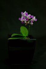 Carica l'immagine nel visualizzatore Galleria, Phalaenopsis equestris var. trilip