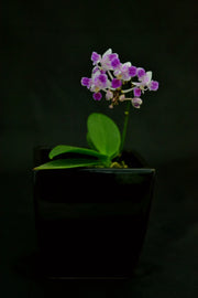 Phalaenopsis equestris var. trilip