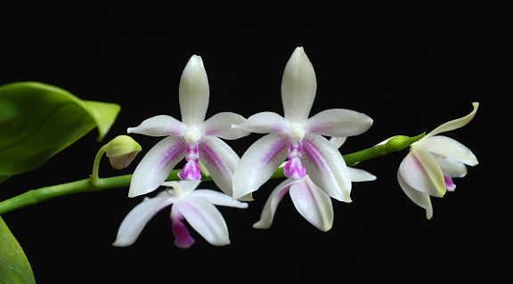 Phalaenopsis fimbriata
