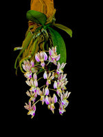 Load image into Gallery viewer, Phalaenopsis finleyi
