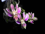 Load image into Gallery viewer, Phalaenopsis finleyi
