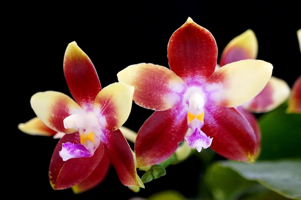 Phalaenopsis Tying Shin Fly Eagle (Phal. tetraspis x Phal. Dragon Tree Eagle)