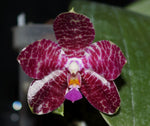 Carica l&#39;immagine nel visualizzatore Galleria, Phalaenopsis gigantea x ludde-star
