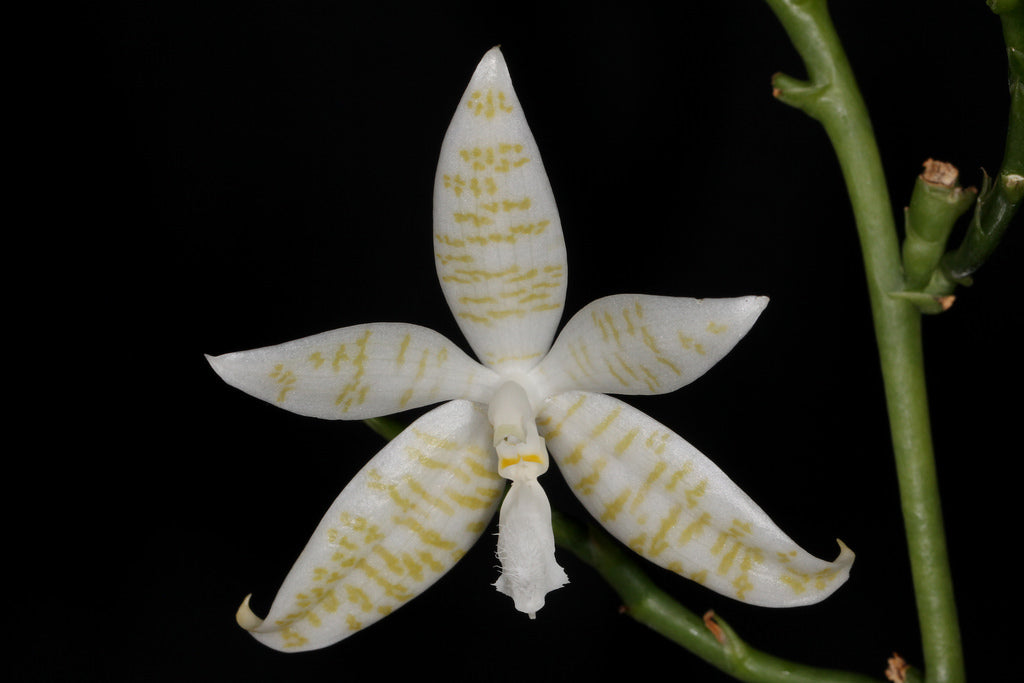 Phalaenopsis hieroglyphica var. alba