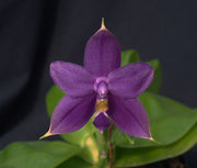 Phalaenopsis violacea 'Indigo blue'