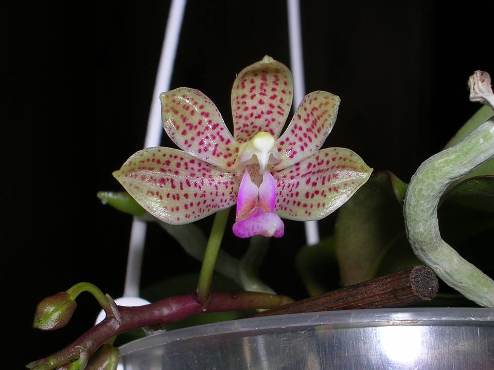 Phalaenopsis Java Mini (Phal. javanica x Phal. finleyi)